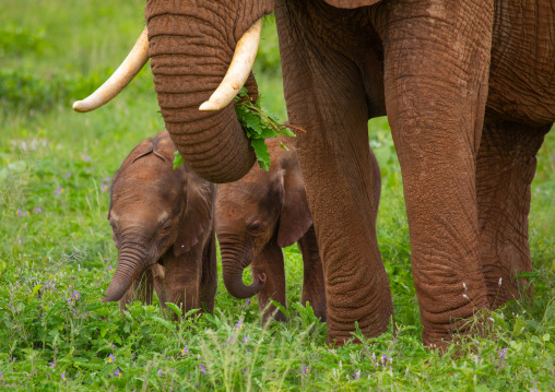 Rare elephant twins babies with their mother, Samburu County, Samburu National Reserve, Kenya