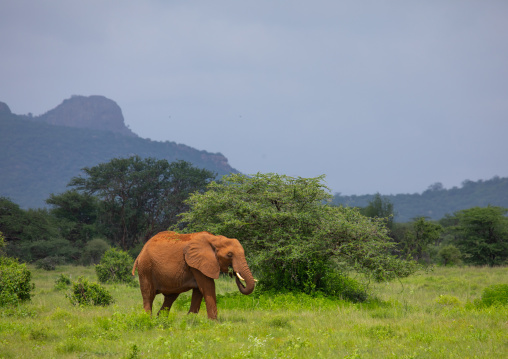 Elephant eating in green grass after rain, Samburu County, Samburu National Reserve, Kenya