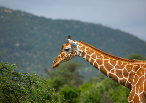 Female reticulated giraffe (Giraffa camelopardalis reticulata), Samburu County, Samburu National Reserve, Kenya