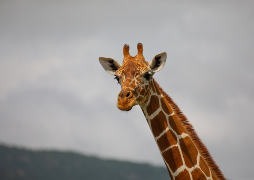 Female reticulated giraffe (Giraffa camelopardalis reticulata), Samburu County, Samburu National Reserve, Kenya