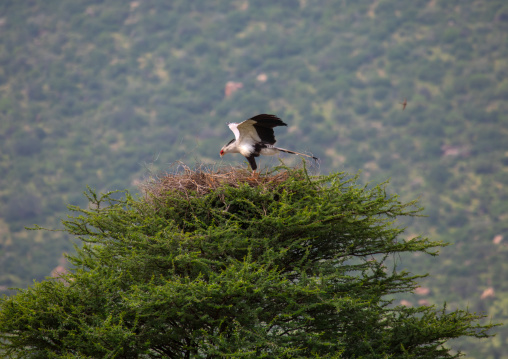Secretary bird landing on his nest, Samburu County, Samburu National Reserve, Kenya