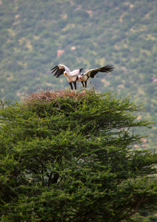 Secretary birds landing on the nest, Samburu County, Samburu National Reserve, Kenya