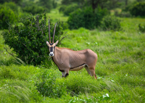 Beisa gemsbok oryx gazella beisa, Samburu County, Samburu National Reserve, Kenya