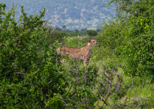 Cheetahs (acinonyx jubatus) in green grass after rain, Samburu County, Samburu National Reserve, Kenya