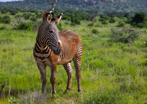 Grevy's Zebra (Equus grevyi) with mud on his body, Samburu County, Samburu National Reserve, Kenya