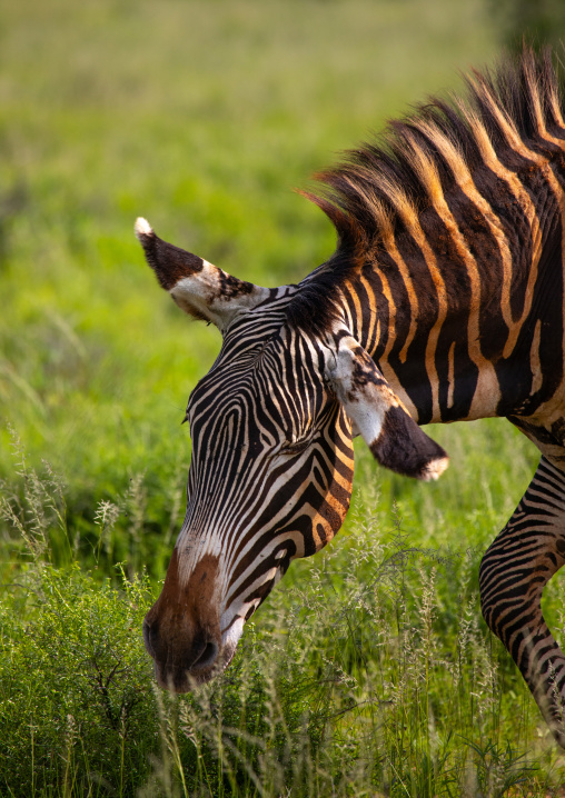 Grevy's Zebra (Equus grevyi) with mud on his body, Samburu County, Samburu National Reserve, Kenya