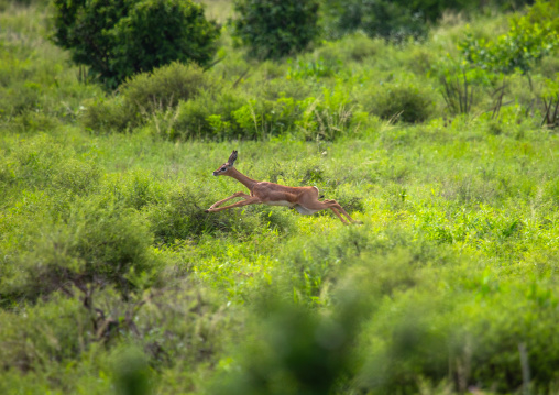 Gerenuk (litocranius walleri) running, Samburu County, Samburu National Reserve, Kenya