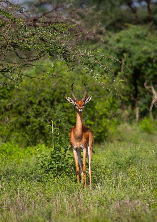 Gerenuk (litocranius walleri), Samburu County, Samburu National Reserve, Kenya