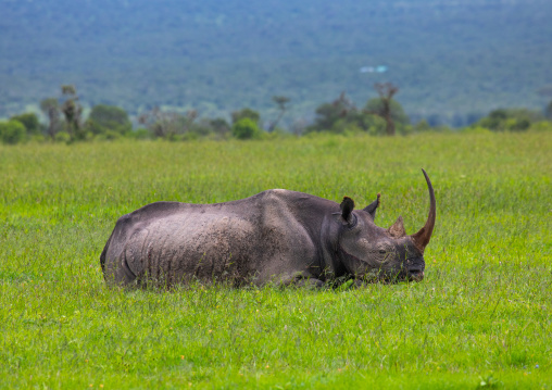 Black rhinos (diceros bicornis) in green grass after rain, Samburu County, Samburu National Reserve, Kenya