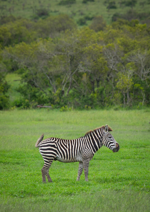 Grevy's Zebra (Equus grevyi), Samburu County, Samburu National Reserve, Kenya