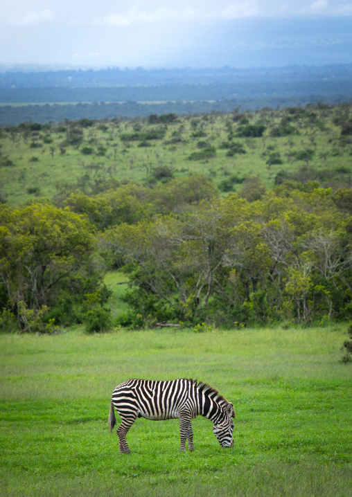 Grevy's Zebra (Equus grevyi), Samburu County, Samburu National Reserve, Kenya