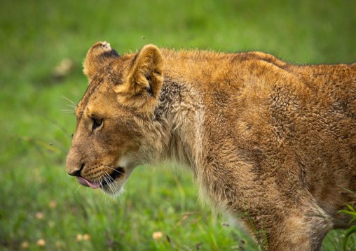 Side view of a lion hunting, Samburu County, Samburu National Reserve, Kenya