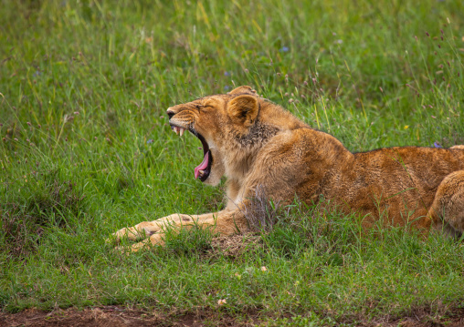 Side view of a lion roaring, Samburu County, Samburu National Reserve, Kenya