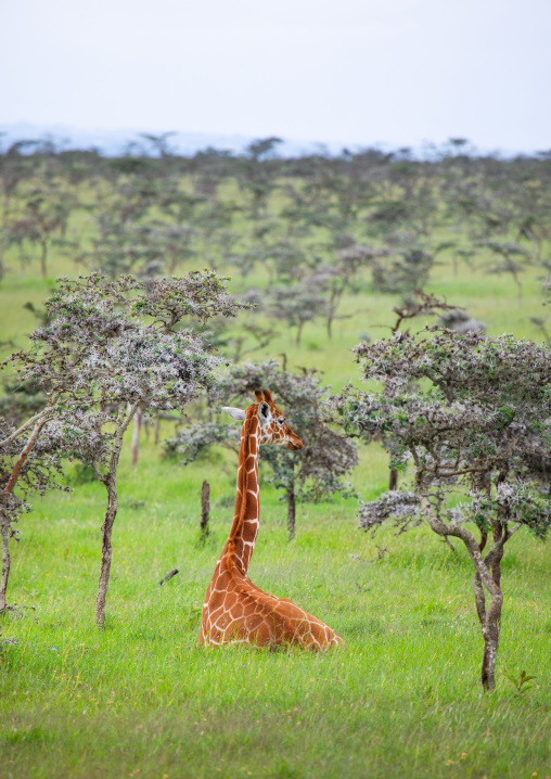Reticulated giraffe baby (Giraffa camelopardalis reticulata), Samburu County, Samburu National Reserve, Kenya