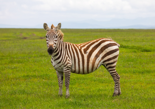 Grevy's Zebra (Equus grevyi), Samburu County, Samburu National Reserve, Kenya