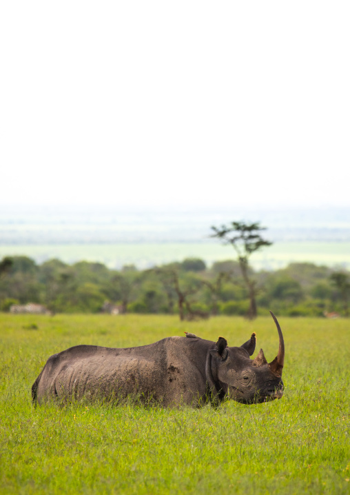 Black rhinos (diceros bicornis) in green grass after rain, Samburu County, Samburu National Reserve, Kenya