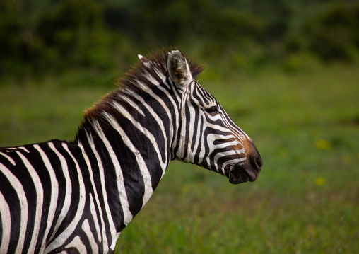 Grevy's Zebra (Equus grevyi), Samburu County, Samburu National Reserve, Kenya