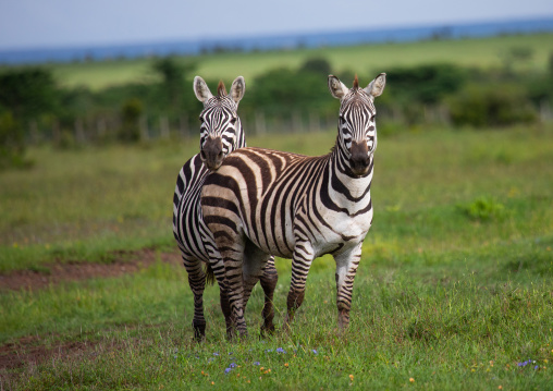Grevy's Zebra (Equus grevyi), Samburu County, Samburu National Reserve, Kenya