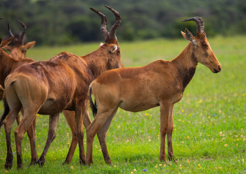 Topis (Damaliscus lunatus jimela) in green grass after rain, Samburu County, Samburu National Reserve, Kenya