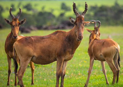 Topis (Damaliscus lunatus jimela) in green grass after rain, Samburu County, Samburu National Reserve, Kenya