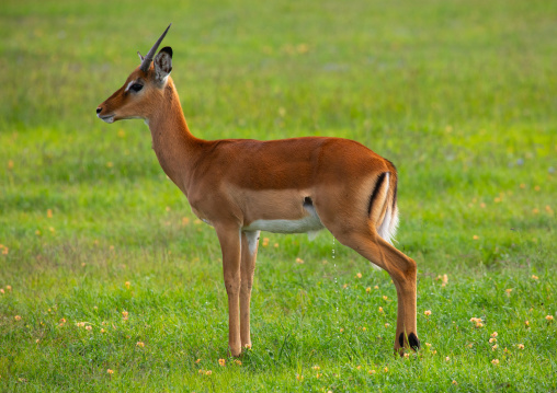Young male Impala (Aepyceros melampus)  in green grass after rain, Samburu County, Samburu National Reserve, Kenya