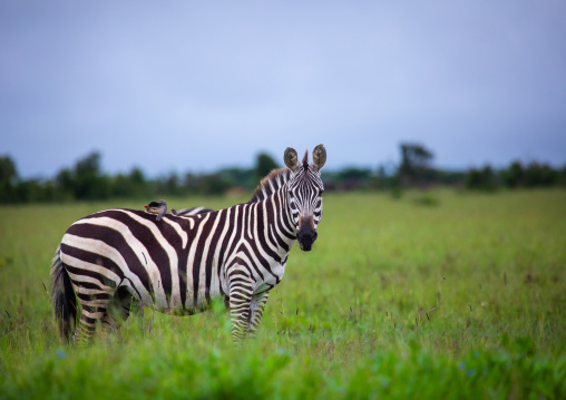 Grevy's Zebra (Equus grevyi), Samburu County, Samburu National Reserve, Kenya