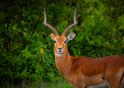 Male Impala (Aepyceros melampus), Samburu County, Samburu National Reserve, Kenya