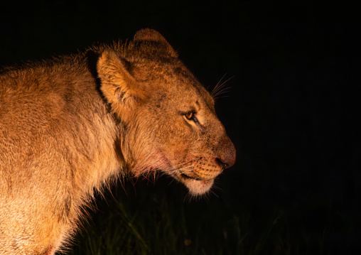Side view of a lion hunting during a night safari, Samburu County, Samburu National Reserve, Kenya