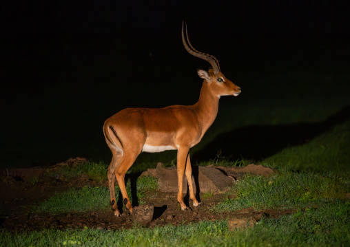 Male Impala (Aepyceros melampus) during a night safari, Samburu County, Samburu National Reserve, Kenya
