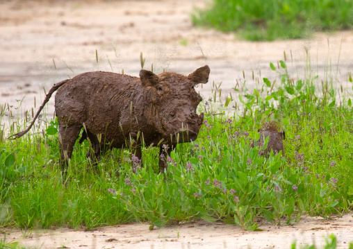 Warthog grazing in green grass after rain, Samburu County, Samburu National Reserve, Kenya