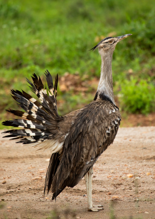Kori bustard (ardeutis kori) searching for a female, Samburu County, Samburu National Reserve, Kenya