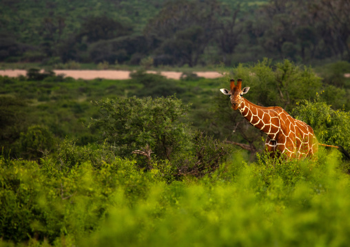 Reticulated giraffe (Giraffa camelopardalis reticulata), Samburu County, Samburu National Reserve, Kenya