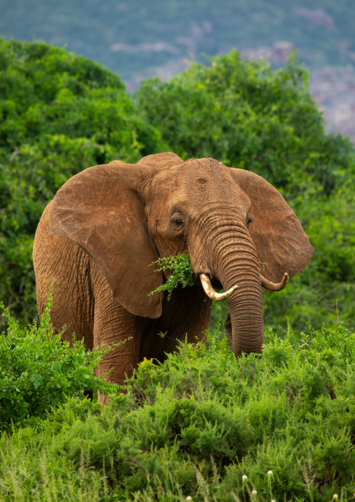 Elephant eating in green grass after rain, Samburu County, Samburu National Reserve, Kenya