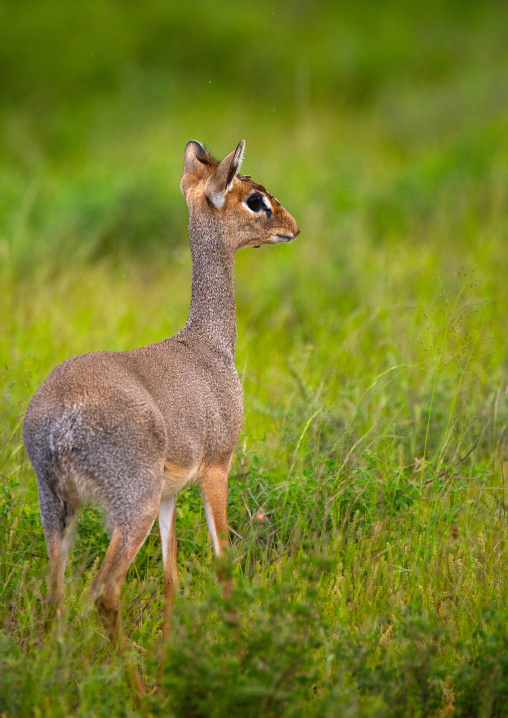 Dik-dik in green grass after rain, Samburu County, Samburu National Reserve, Kenya