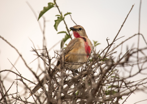 Rosy-patched Bushshrike, Samburu County, Samburu National Reserve, Kenya