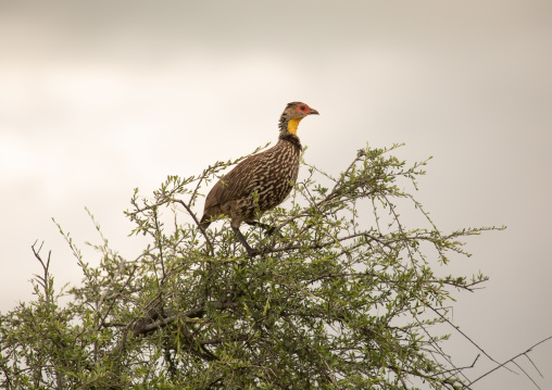 Yellow-necked francolin (pternistis leucoscepus), Samburu County, Samburu National Reserve, Kenya