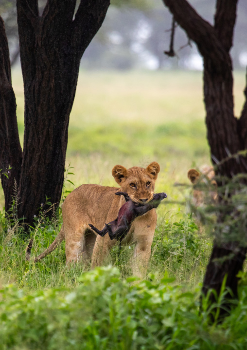 Lioness with a baby warthog in the mouth, Samburu County, Samburu National Reserve, Kenya