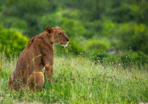 Lioness in green grass looking away, Samburu County, Samburu National Reserve, Kenya