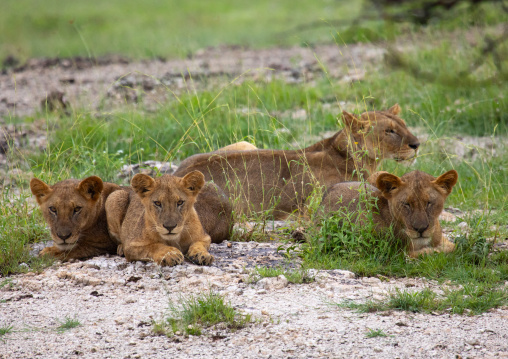Lions family resting after hunt, Samburu County, Samburu National Reserve, Kenya