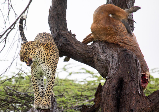 Leopard with a dead gerenuk in a tree, Samburu County, Samburu National Reserve, Kenya