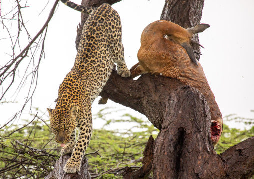 Leopard with a dead gerenuk in a tree, Samburu County, Samburu National Reserve, Kenya