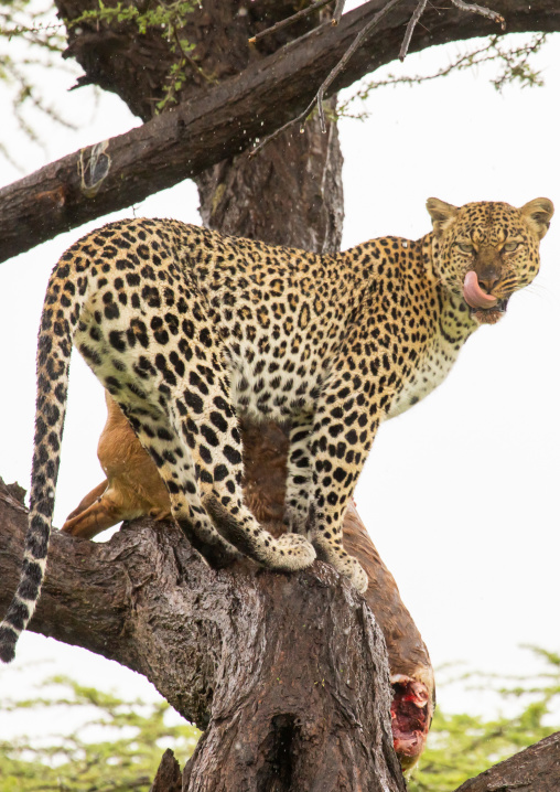 Leopard with a dead gerenuk in a tree, Samburu County, Samburu National Reserve, Kenya
