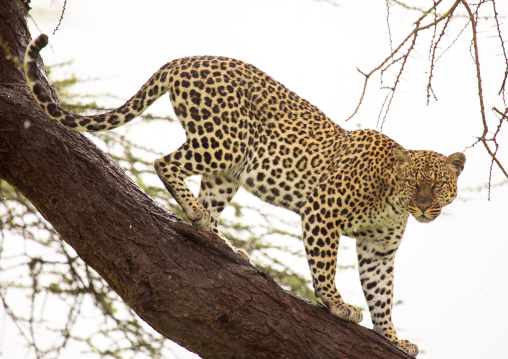 Leopard coming down the tree, Samburu County, Samburu National Reserve, Kenya