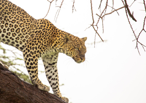 Leopard coming down the tree, Samburu County, Samburu National Reserve, Kenya