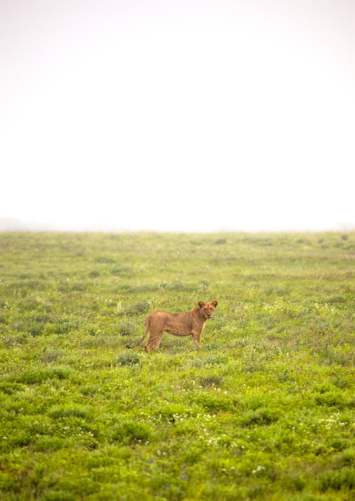 Lioness in green grass after the rain, Samburu County, Samburu National Reserve, Kenya