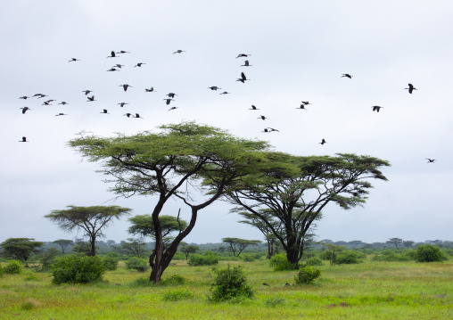 Birds flying over accacias in green grass after rain, Samburu County, Samburu National Reserve, Kenya