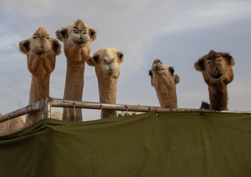 King Abdul Aziz Camel Festival, Riyadh Province, Rimah, Saudi Arabia