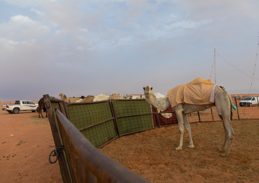 King Abdul Aziz Camel Festival, Riyadh Province, Rimah, Saudi Arabia