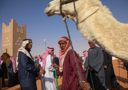 Beauty contest in King Abdul Aziz Camel Festival, Riyadh Province, Rimah, Saudi Arabia