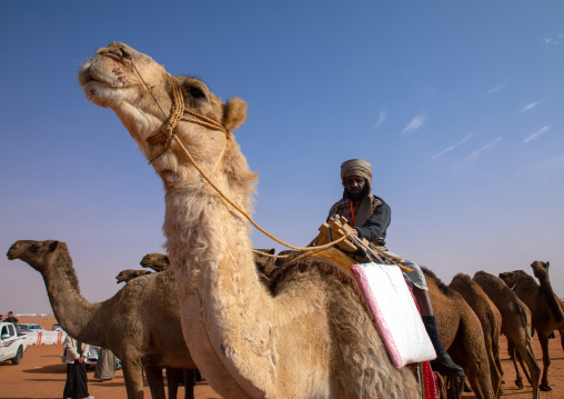 Beauty contest in King Abdul Aziz Camel Festival, Riyadh Province, Rimah, Saudi Arabia